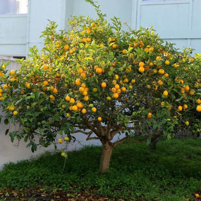 Fast Growing Trees Meyer Lemon Tree Review