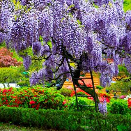 Fast Growing Trees Flowering Trees