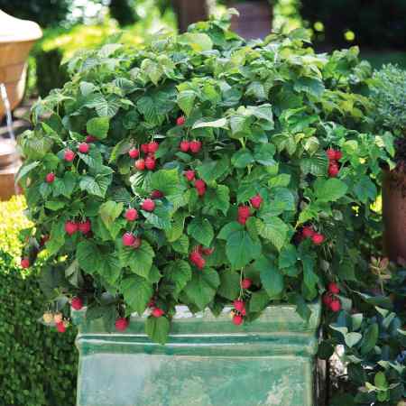 Fast Growing Trees Fruit Trees
