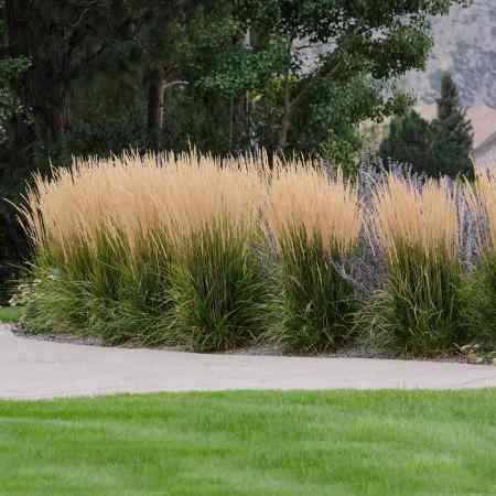 Fast Growing Trees Karl Foerster Grass